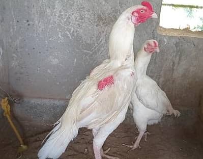 aseel heera pair for sale