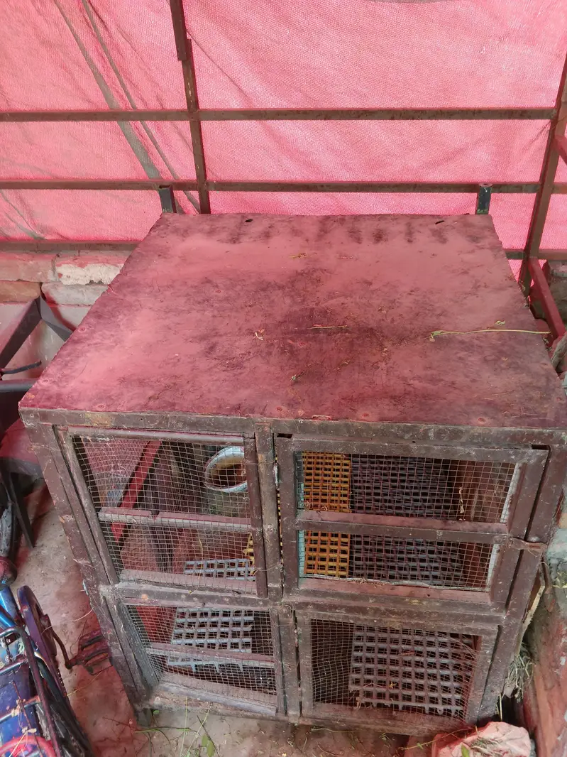 cage . . . — photo 2