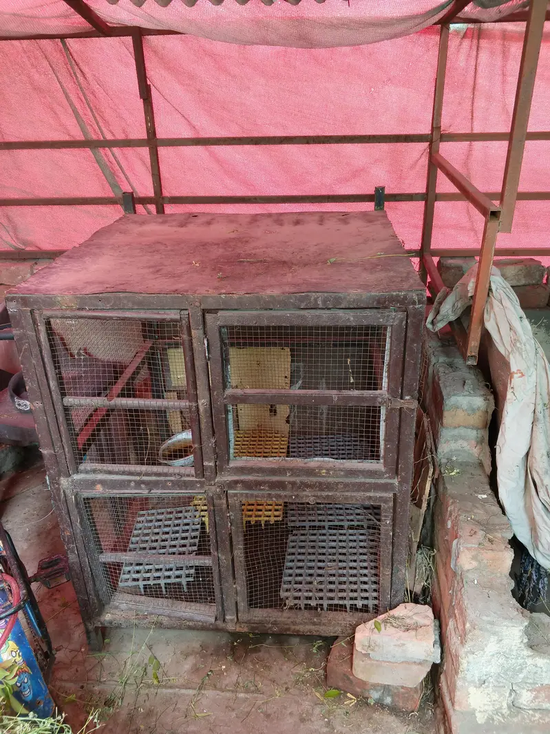 cage . . . — photo 3