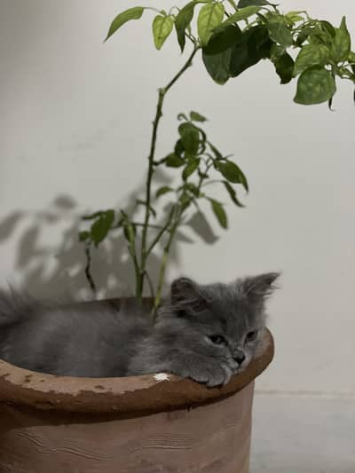 Female Grey playful Persian kitten