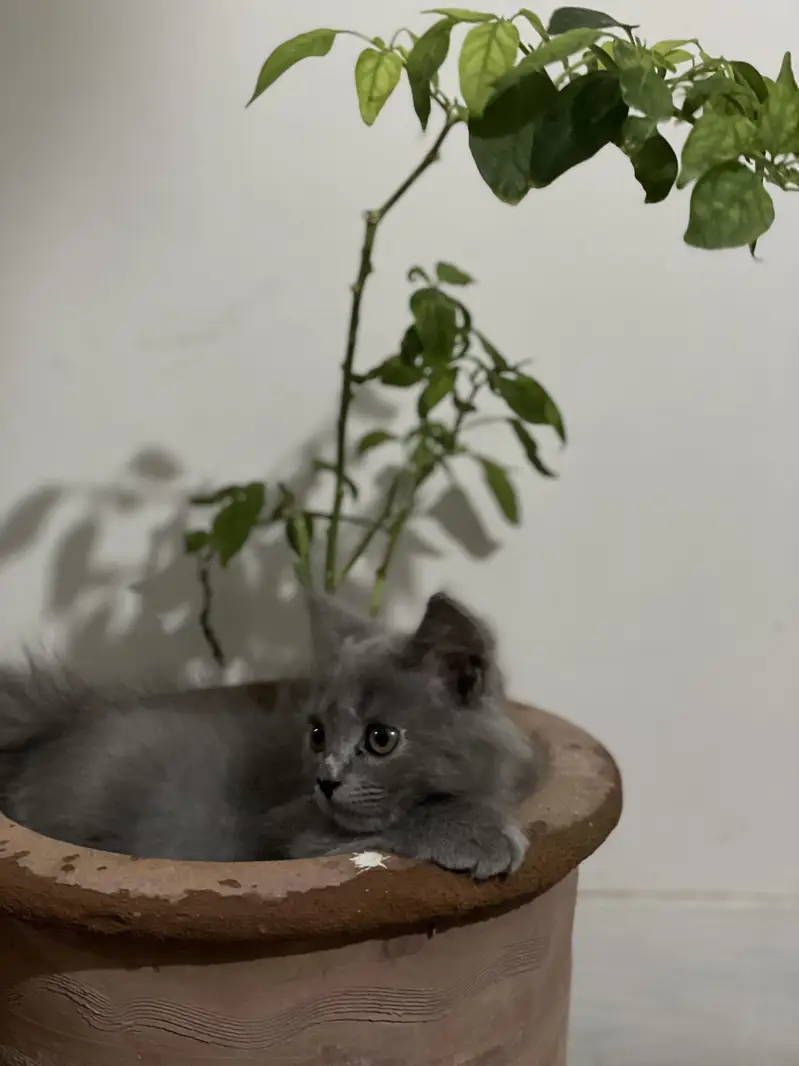 Female Grey playful Persian kitten — photo 3