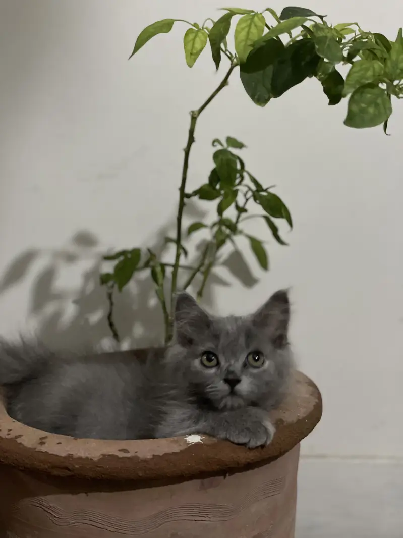 Female Grey playful Persian kitten — photo 5