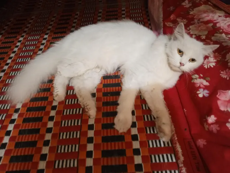 cat for sale — photo 3