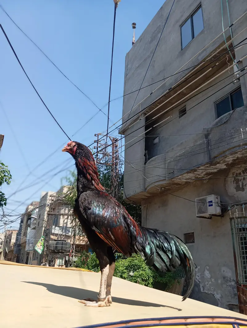 mianwali — photo 2