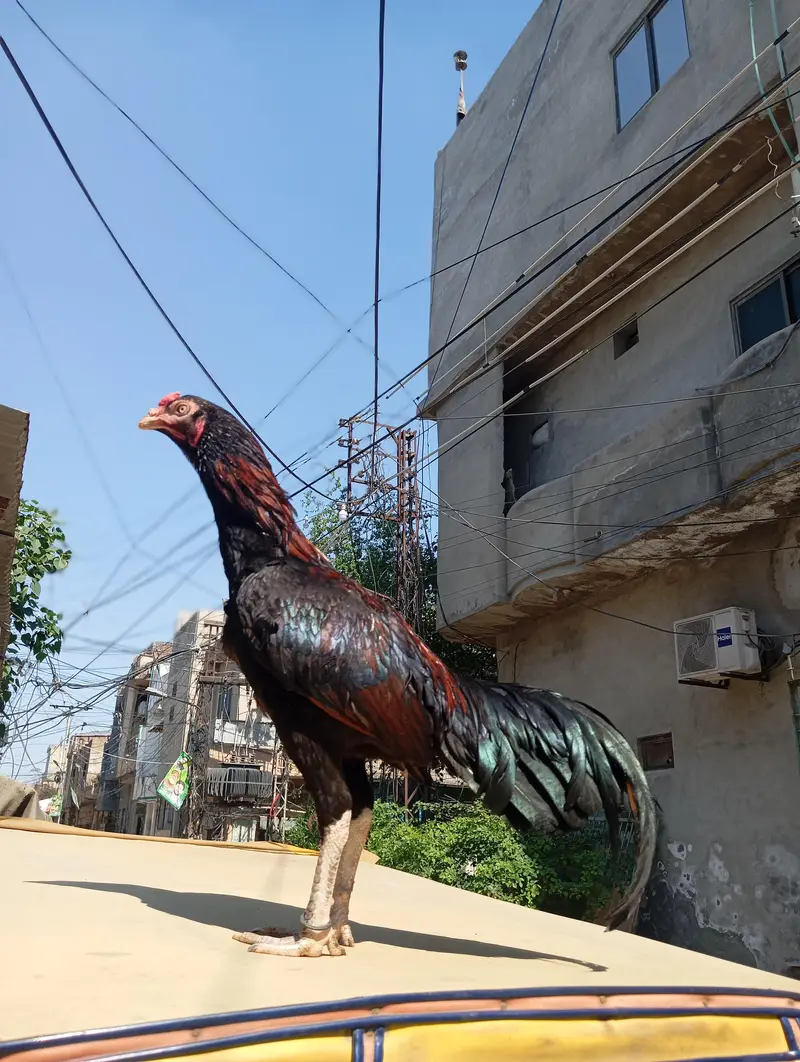 mianwali — photo 3
