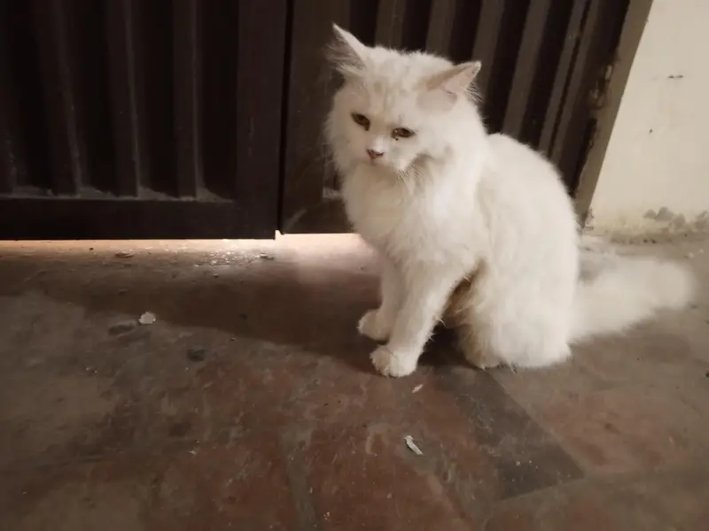 cat for sale — photo 2