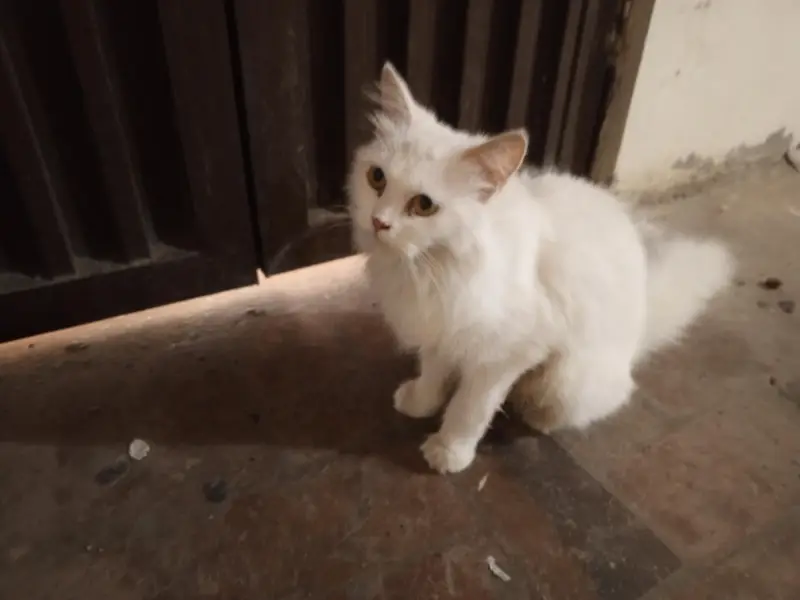 cat for sale — photo 4