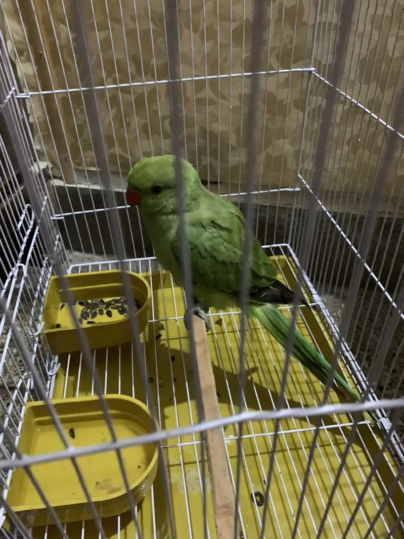 Green parrot — photo 2