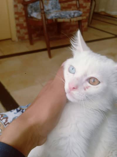 Persian cat
