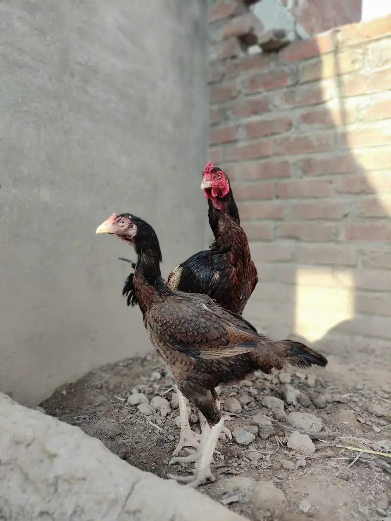 aseel murga mugri — photo 2