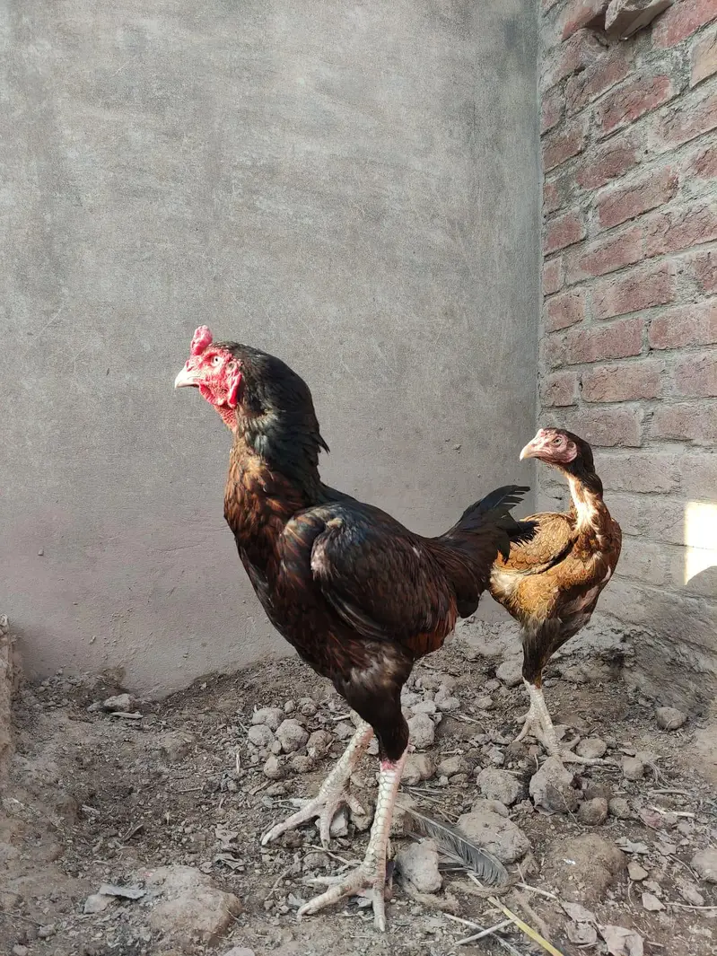 aseel murga mugri — photo 4