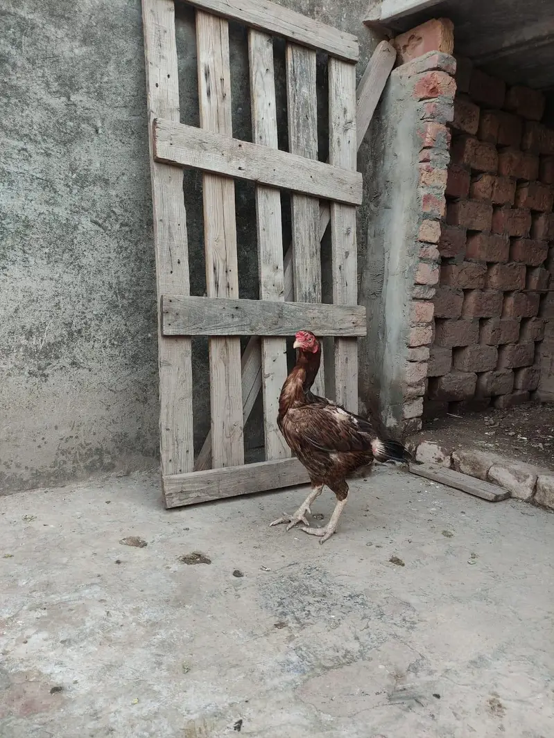 aseel murga mugri — photo 6