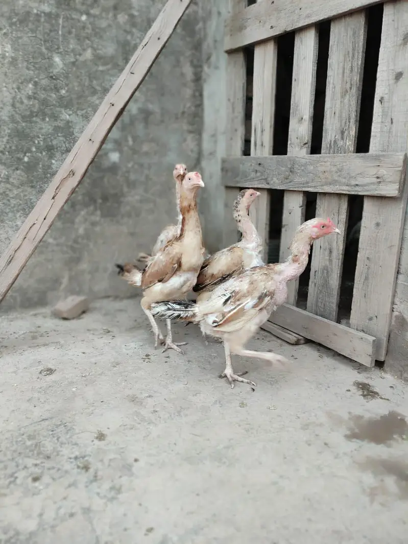 aseel murga mugri — photo 10
