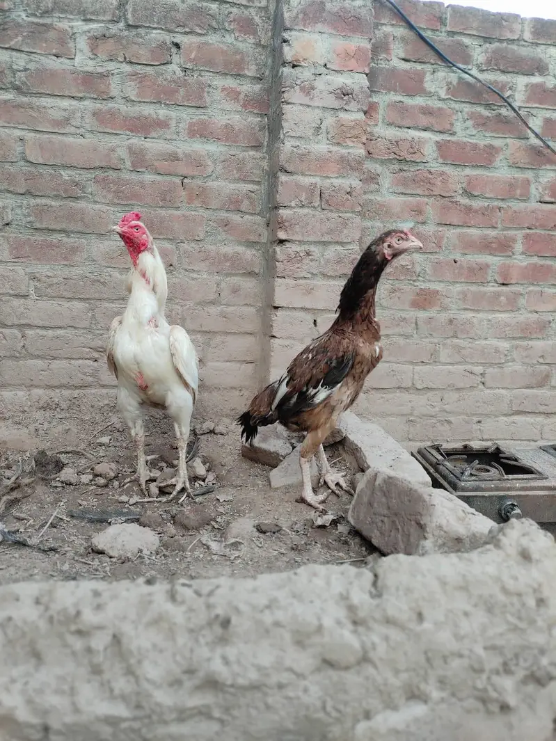 aseel murga mugri — photo 12