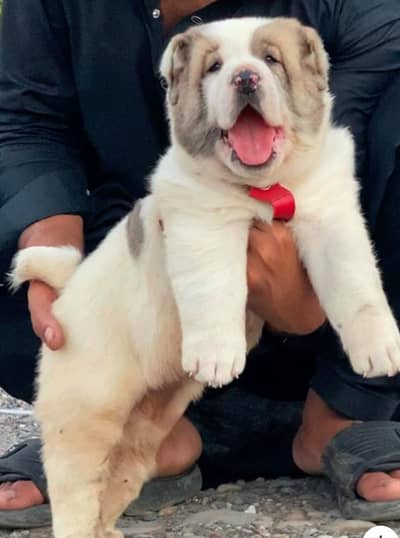 Alabai male dog