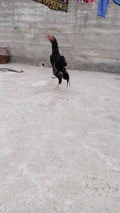 Sindhi nasal hai