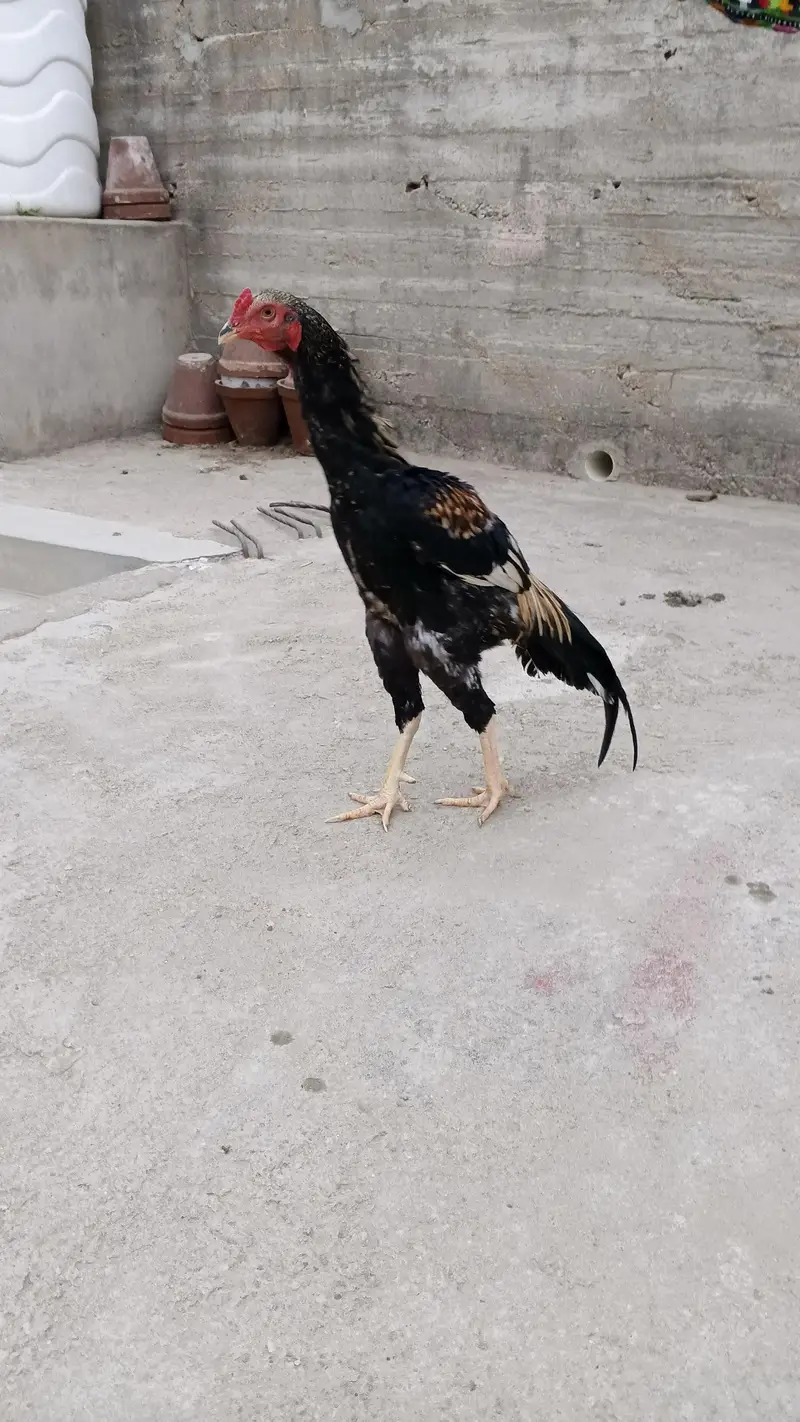 Sindhi nasal hai — photo 2