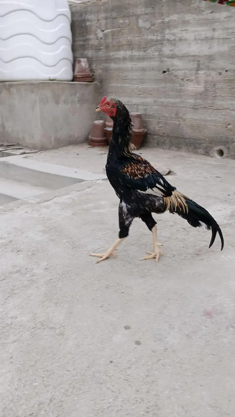 Sindhi nasal hai — photo 3