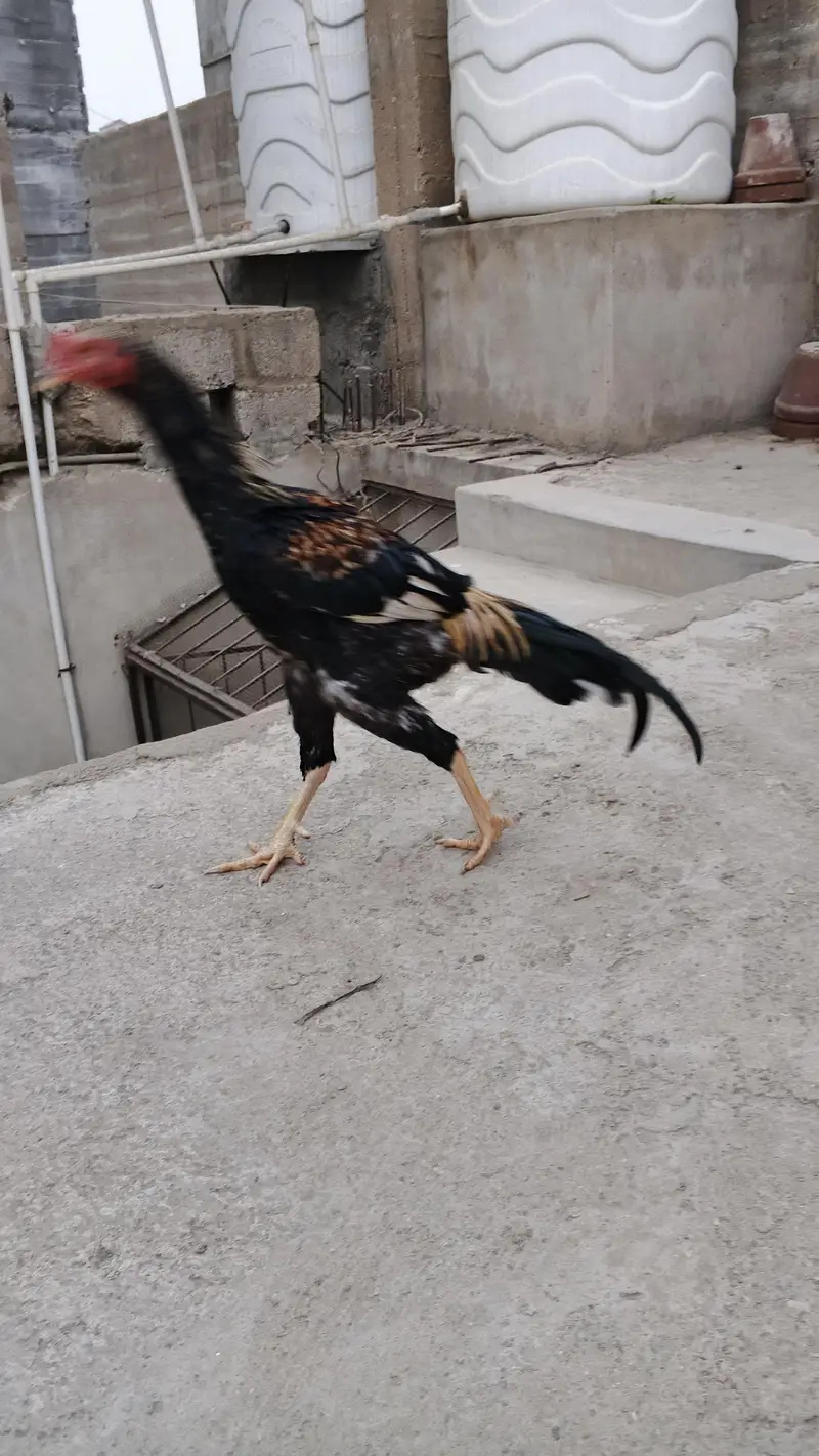 Sindhi nasal hai — photo 4
