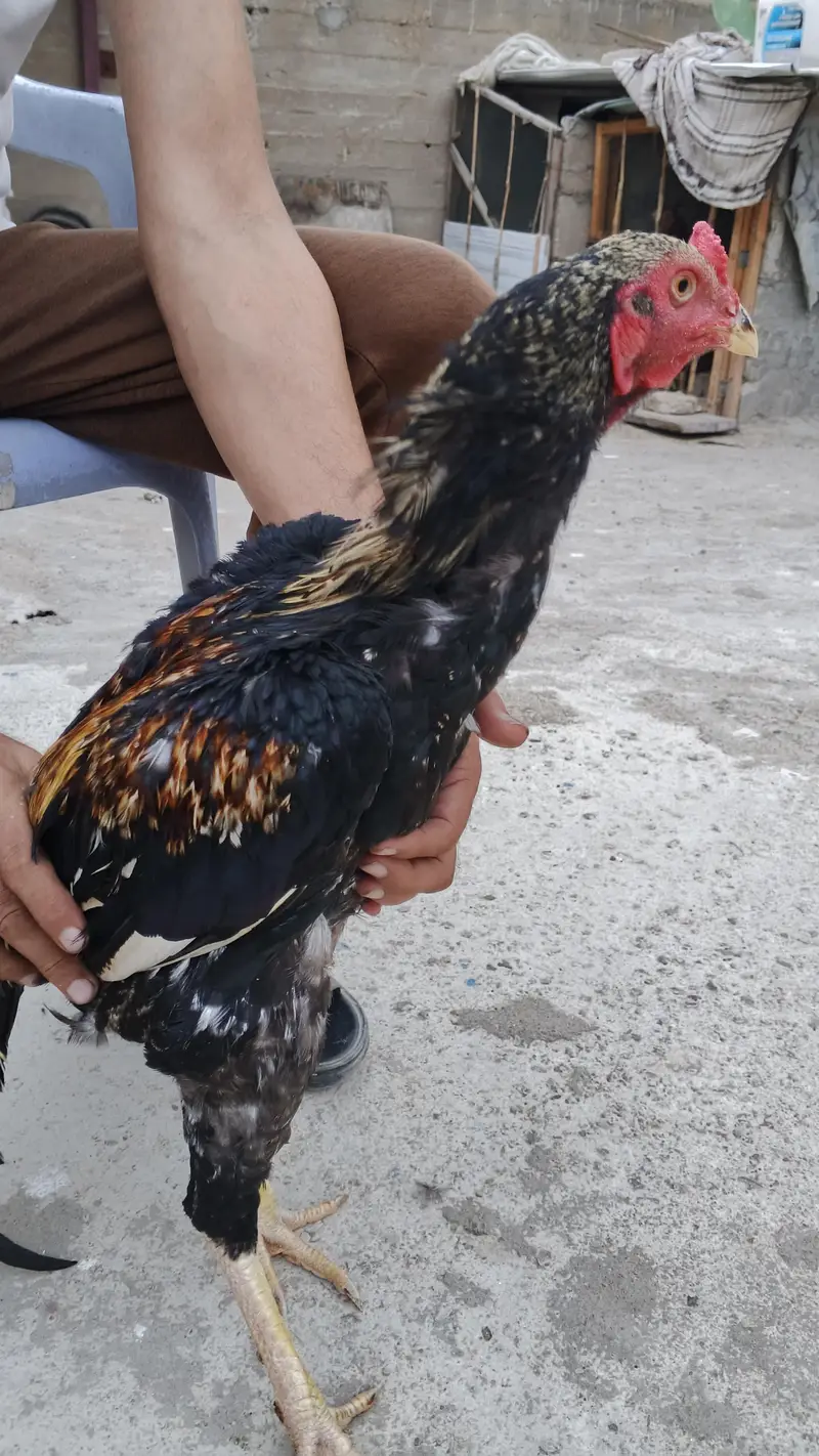 Sindhi nasal hai — photo 6