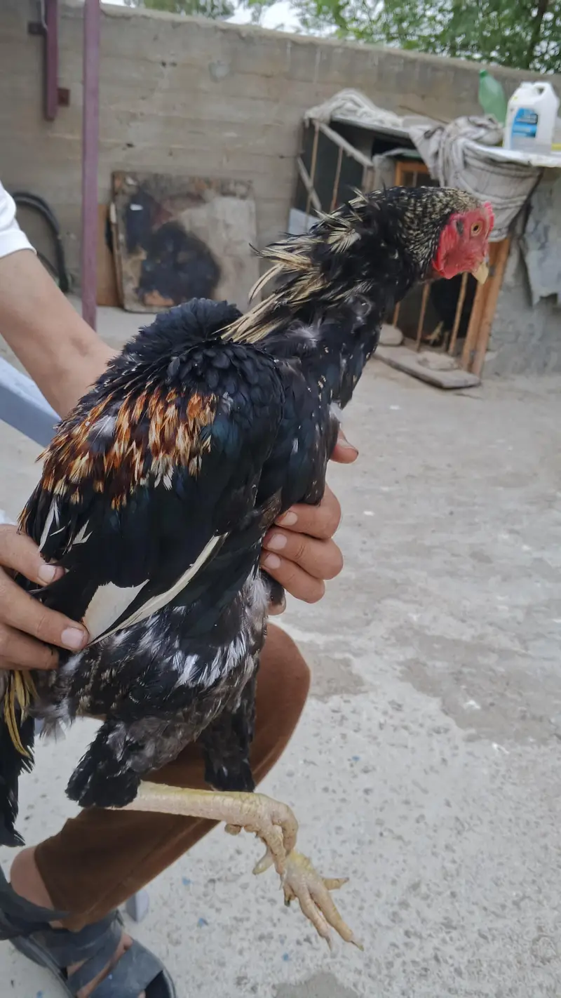 Sindhi nasal hai — photo 7