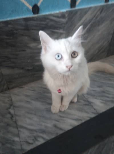 : 8 Months Healthy & Playful Female Cat for S As