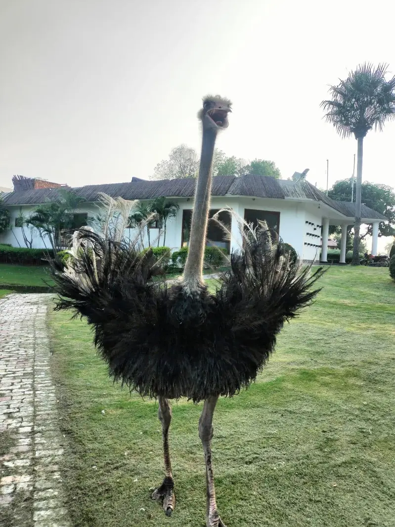 Ostrich Male | Ostrich For Sale | Ostrich | Shuter Murgh