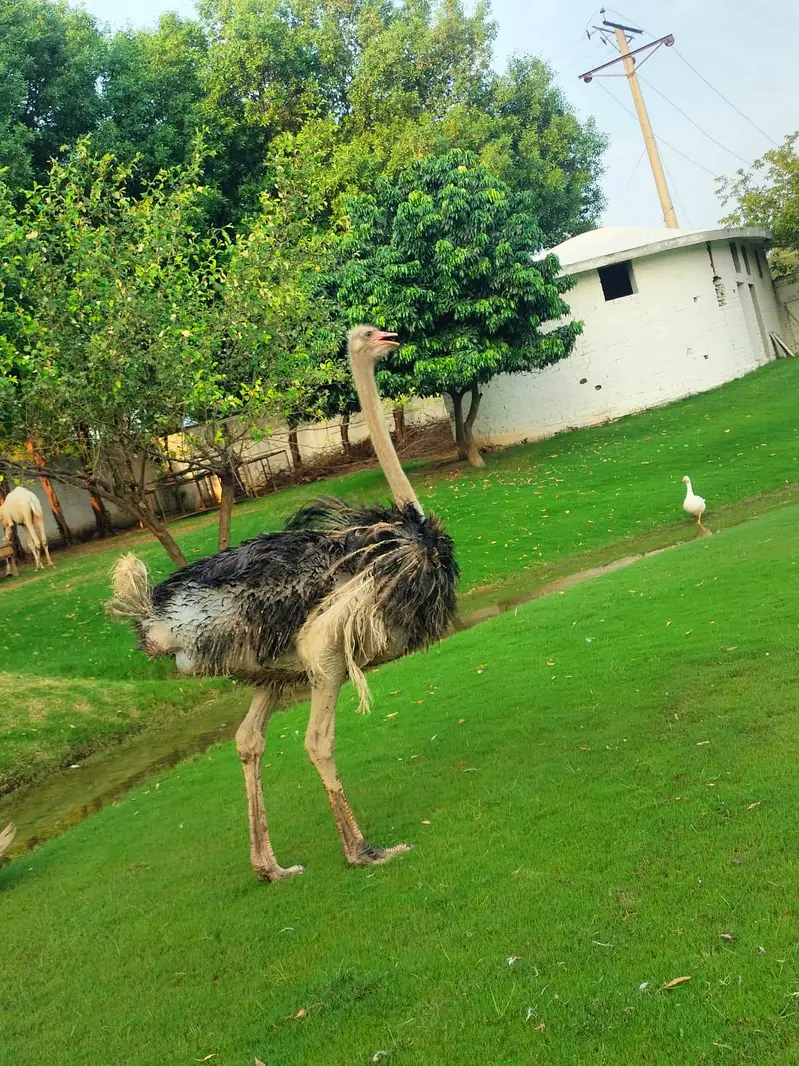 Ostrich Male | Ostrich For Sale | Ostrich | Shuter Murgh — photo 2