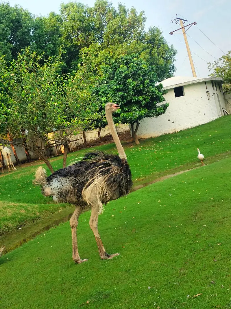 Ostrich Male | Ostrich For Sale | Ostrich | Shuter Murgh — photo 3