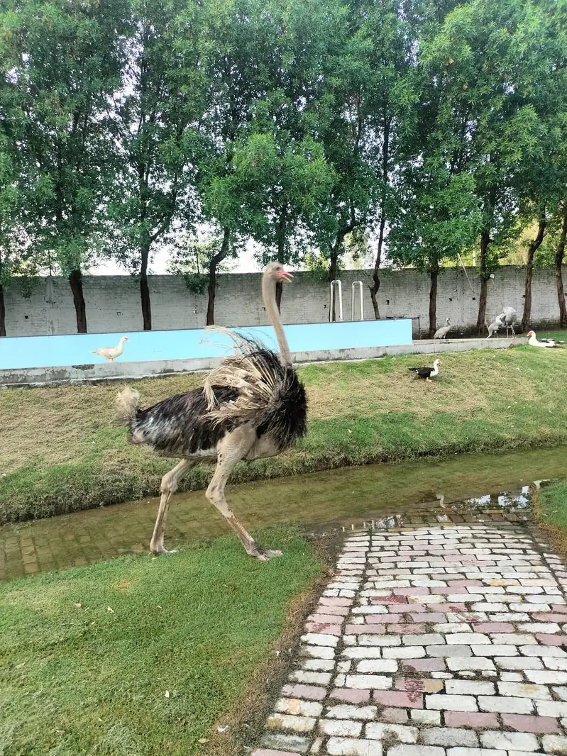 Ostrich Male | Ostrich For Sale | Ostrich | Shuter Murgh — photo 4