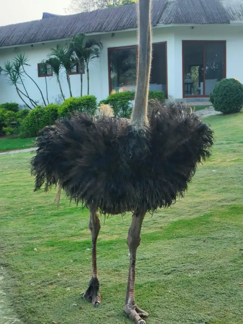 Ostrich Male | Ostrich For Sale | Ostrich | Shuter Murgh — photo 5