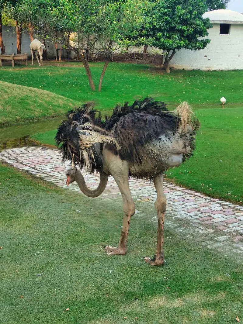 Ostrich Male | Ostrich For Sale | Ostrich | Shuter Murgh — photo 6