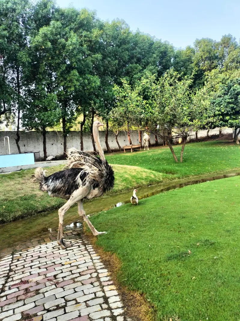Ostrich Male | Ostrich For Sale | Ostrich | Shuter Murgh — photo 7