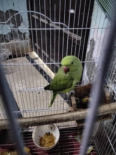 Desi female partot