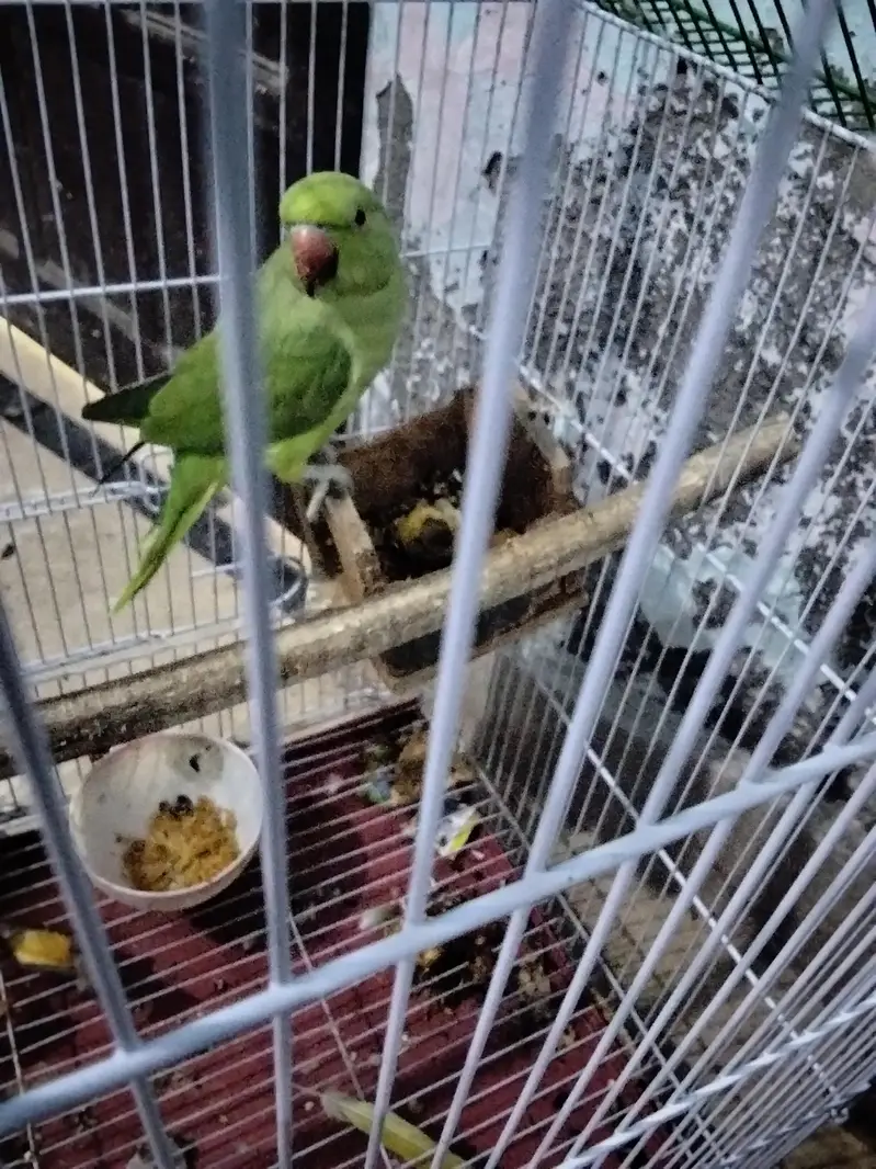 Desi female partot — photo 2
