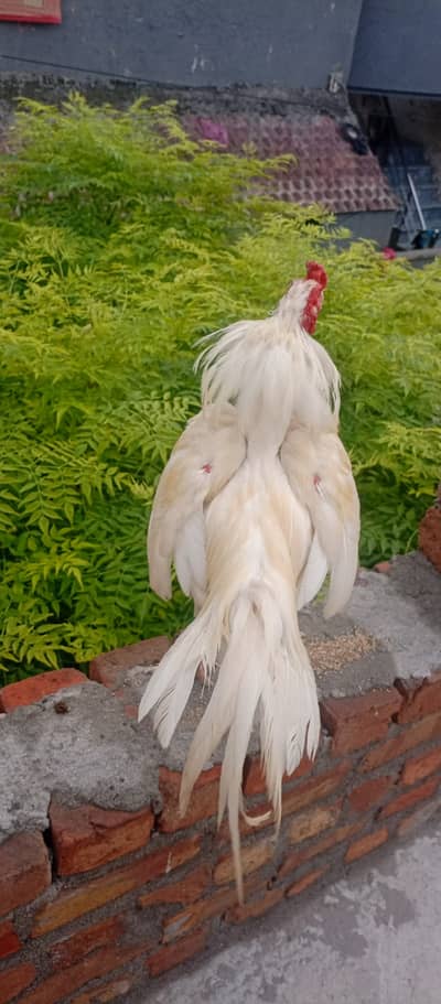 Aseel Heera for sale