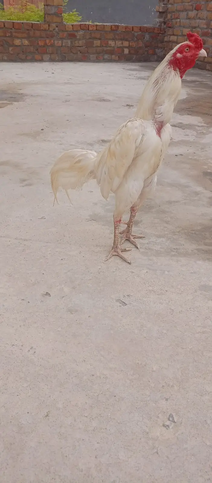 Aseel Heera for sale — photo 4
