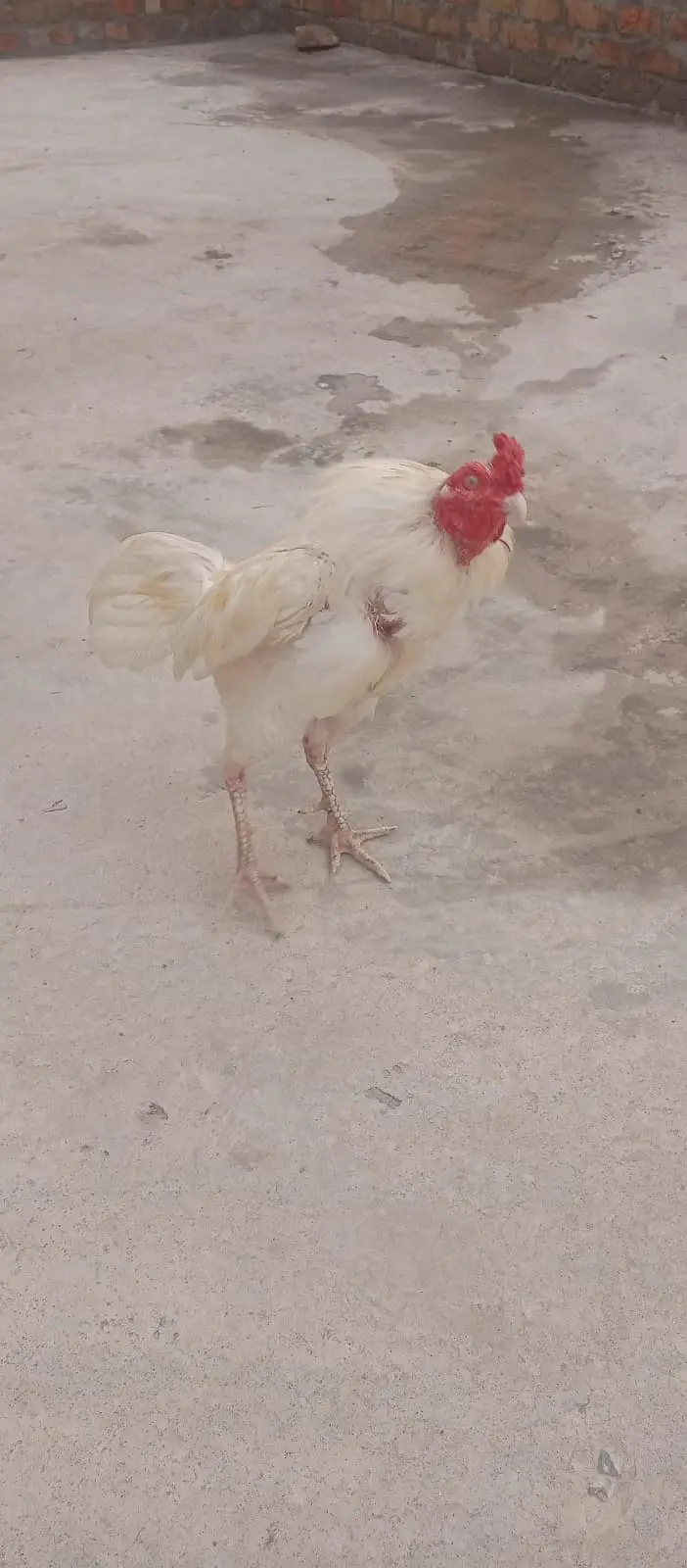 Aseel Heera for sale — photo 5