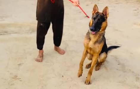 German Shepherd dog