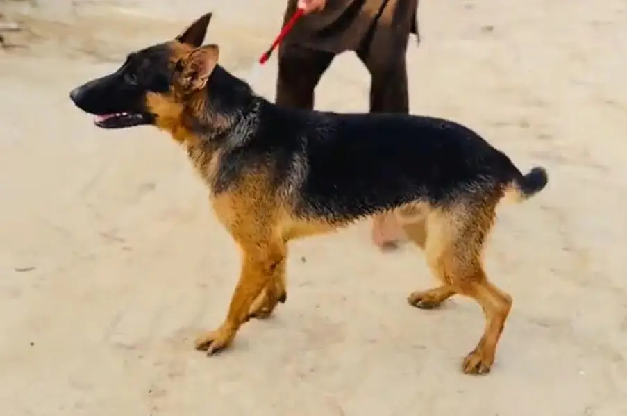 German Shepherd dog — photo 2