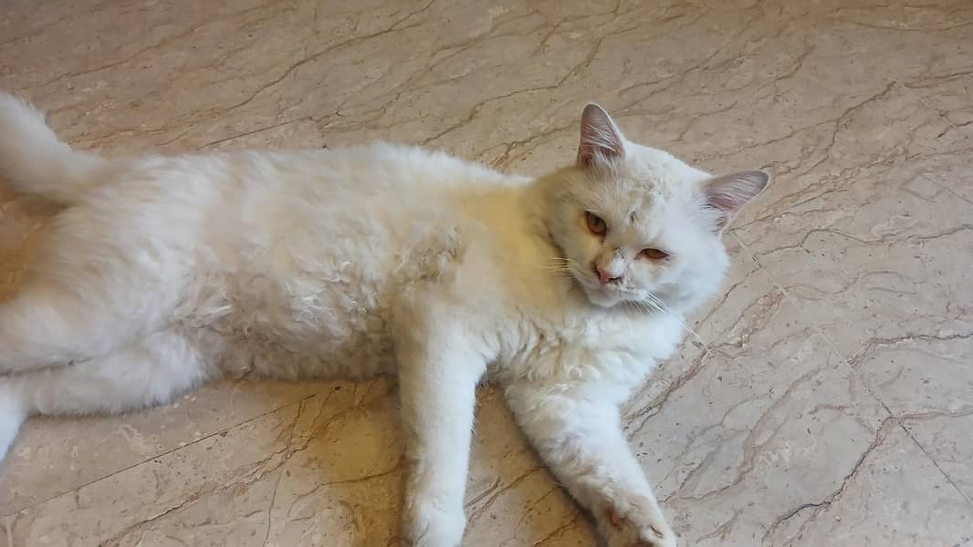 trained cat 0