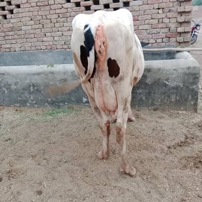 Beautiful Cow for sale