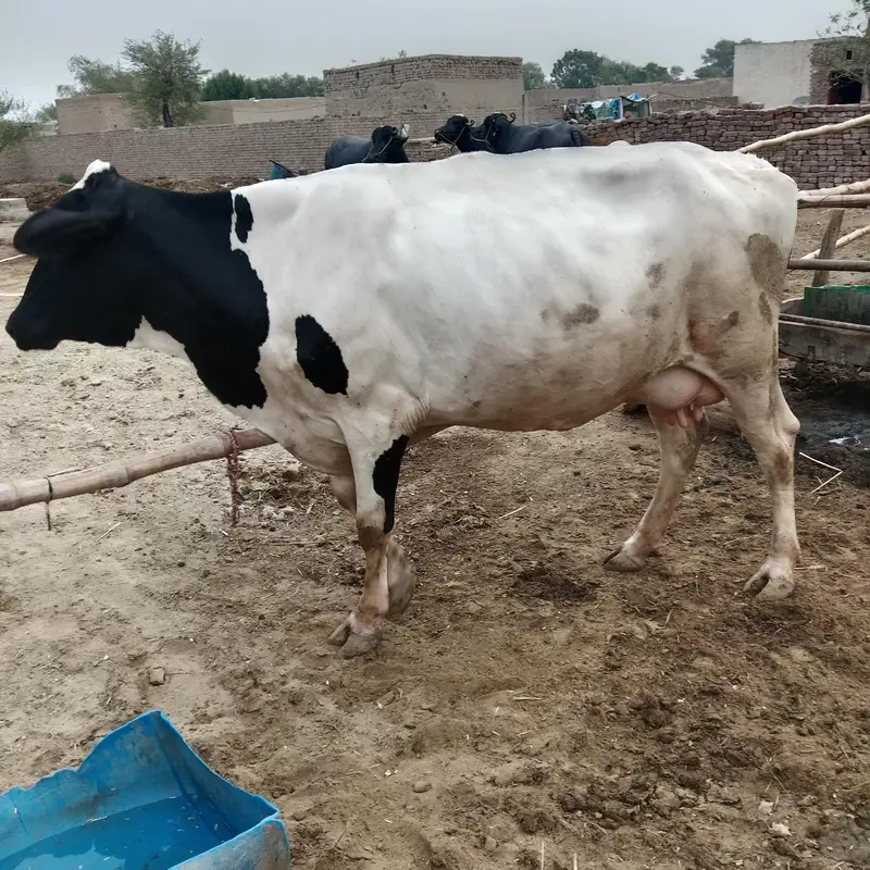 Beautiful Cow for sale — photo 2
