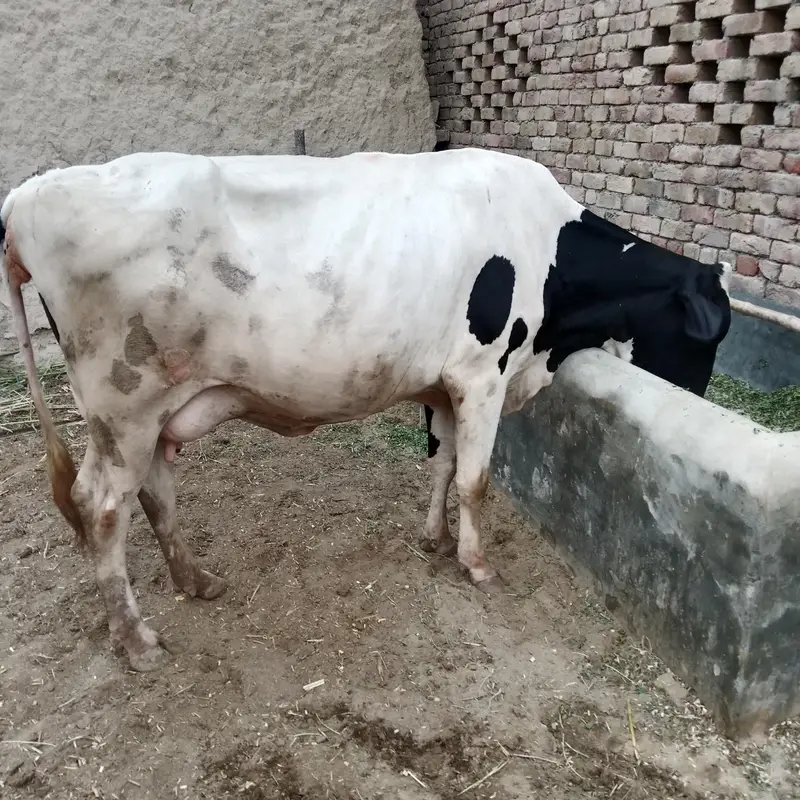 Beautiful Cow for sale — photo 3