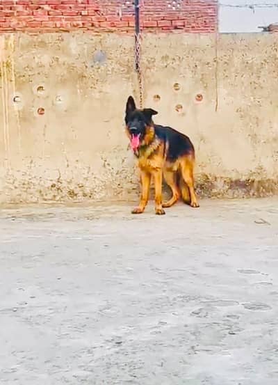 zoroo