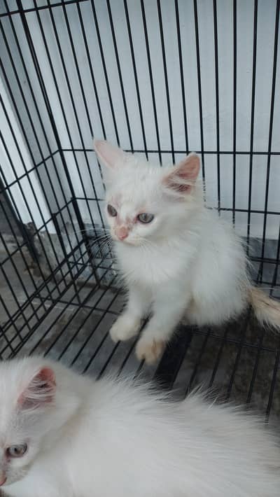 beautiful white persian 2 kittens for sale