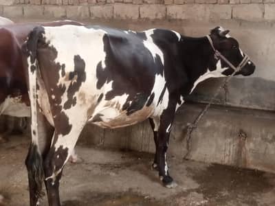 Milk Cow | گبن گائے |