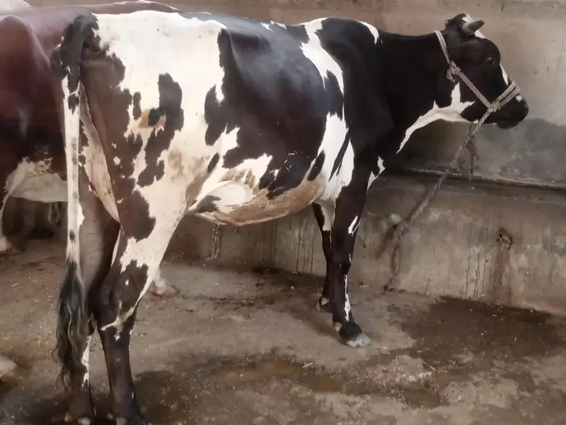 Milk Cow | گبن گائے | — photo 2