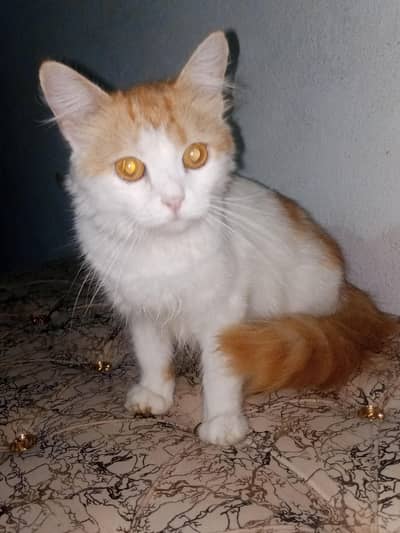 orange plus white color persian cat for sale