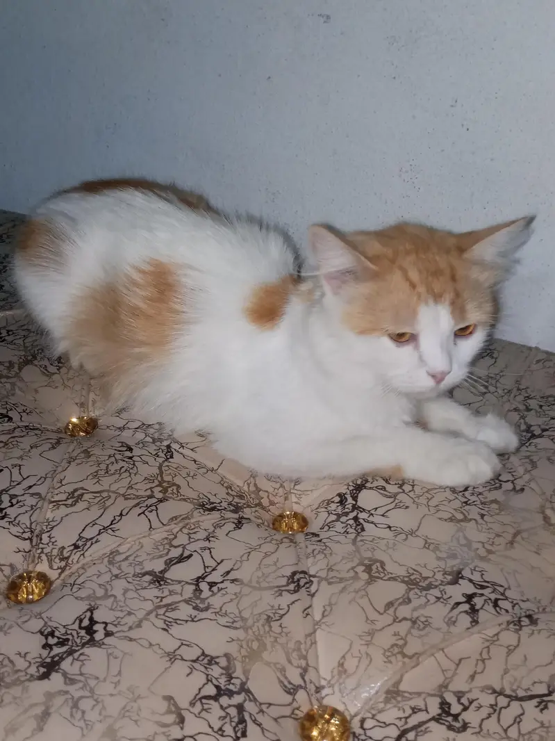 orange plus white color persian cat for sale — photo 2